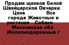 Продам щенков Белой Швейцарской Овчарки  › Цена ­ 20 000 - Все города Животные и растения » Собаки   . Московская обл.,Железнодорожный г.